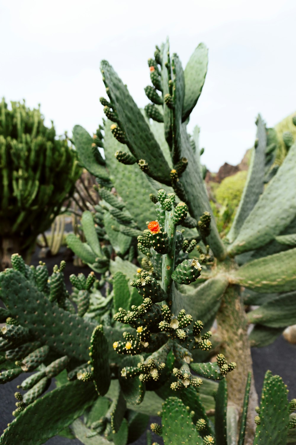 a close up of a cactus plant with a red flower