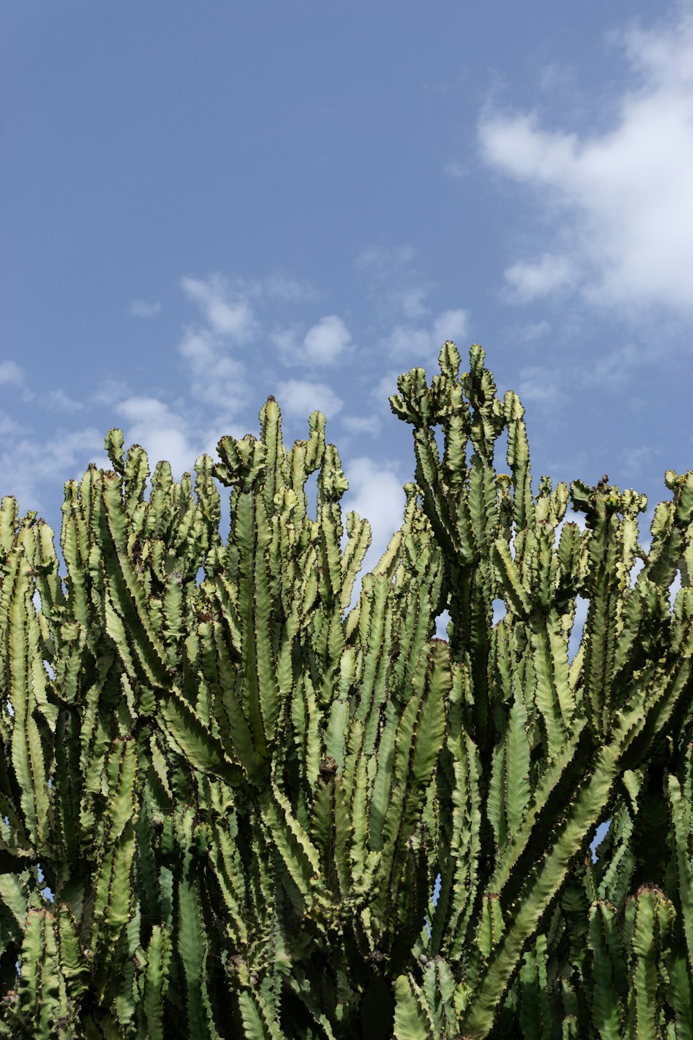 a large green cactus with a blue sky in the background