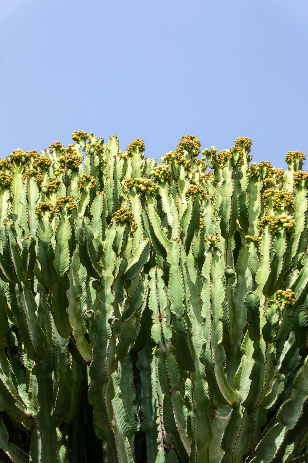a large group of green cactus plants with a blue sky in the background