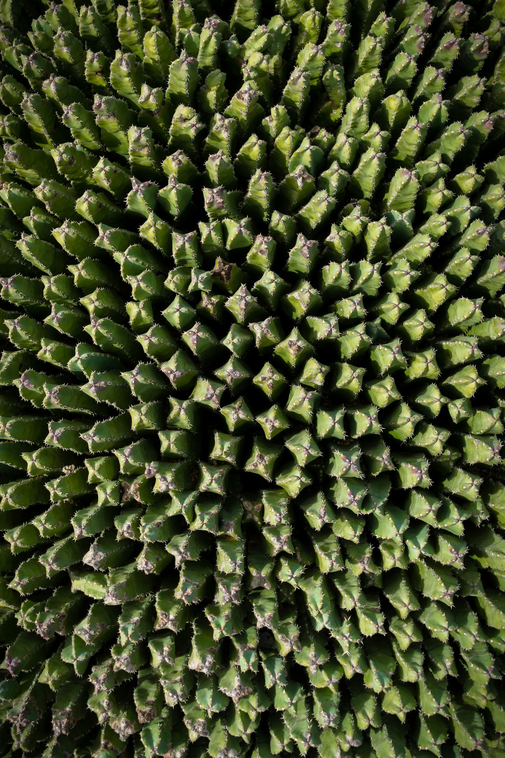 um close up de uma grande planta verde