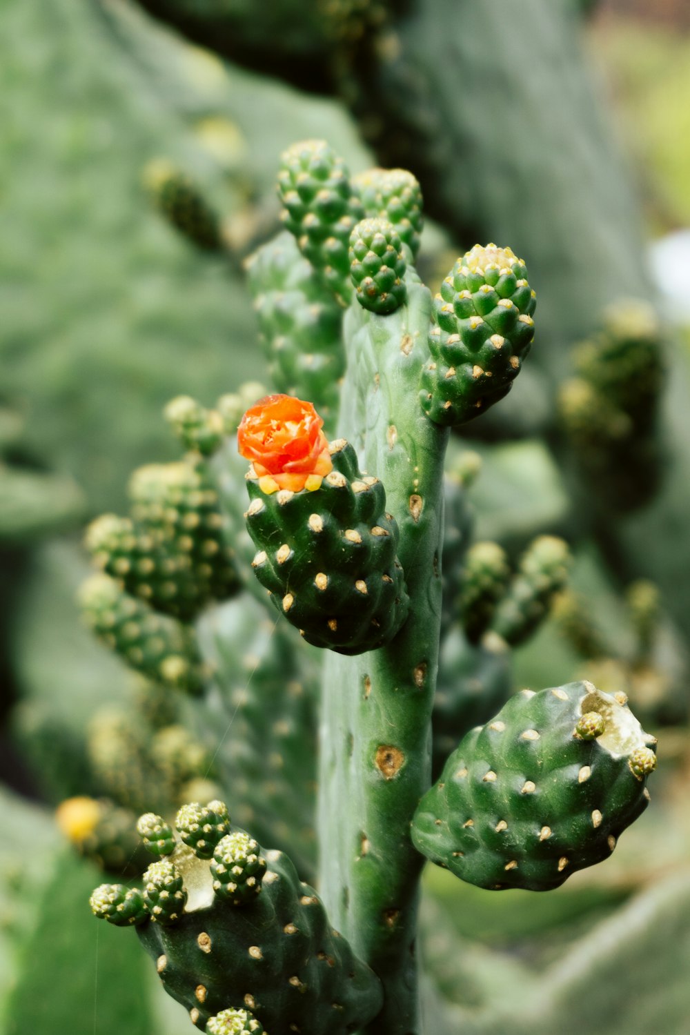a close up of a green cactus with a red flower