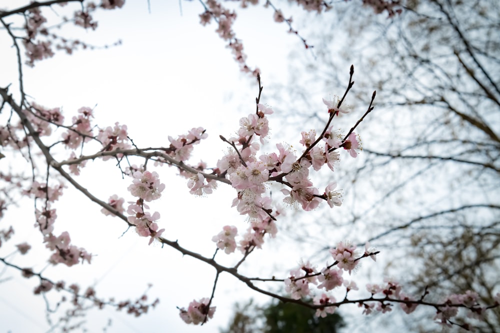 a branch of a tree with pink flowers