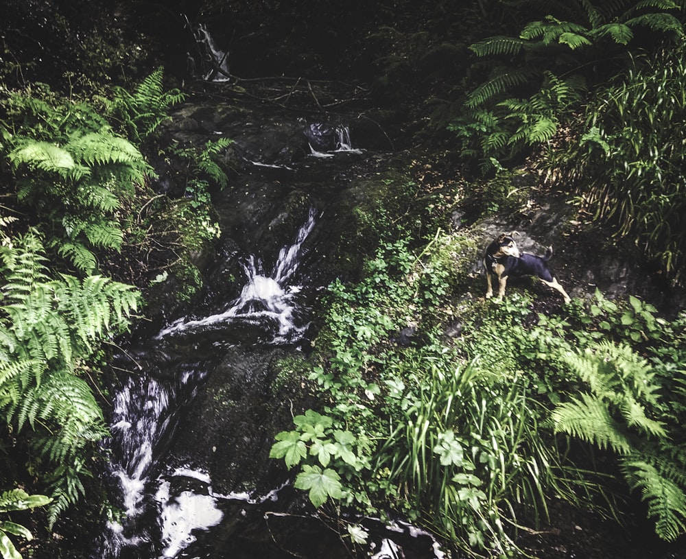 a dog is standing in front of a waterfall