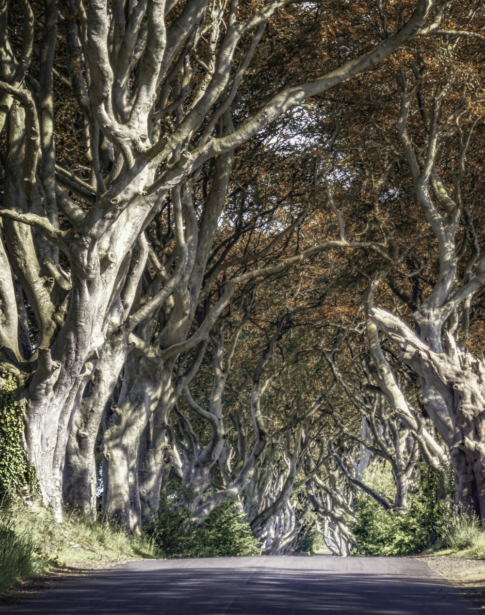 a road lined with trees with a sky background