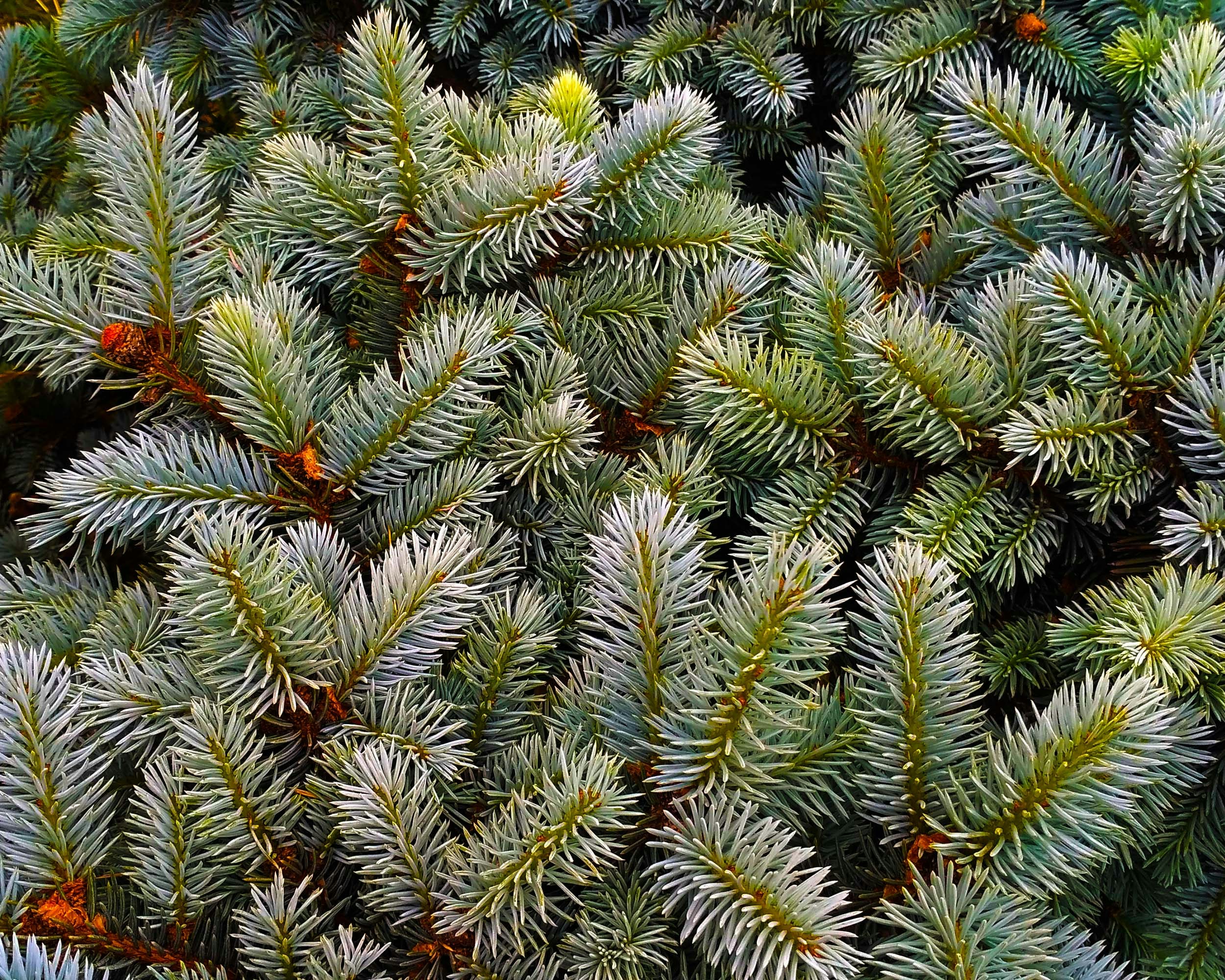 녹색 바늘로 소나무의 클로즈업