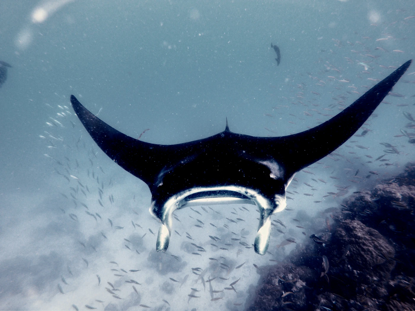 Manta Rhei Dive Center 풍경