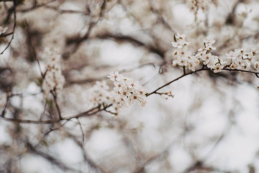 a branch of a tree with white flowers