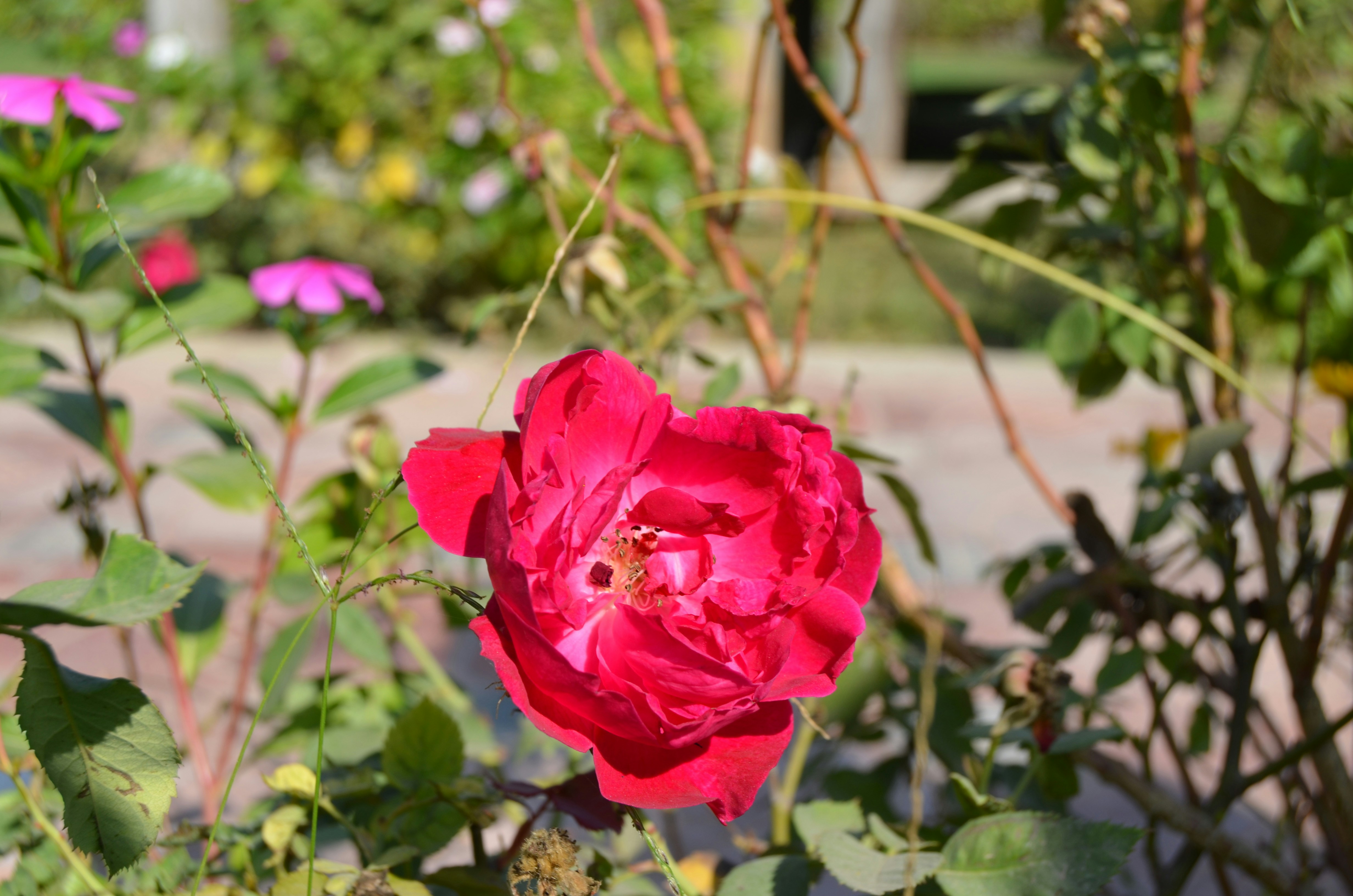 Photo by drphotographer152