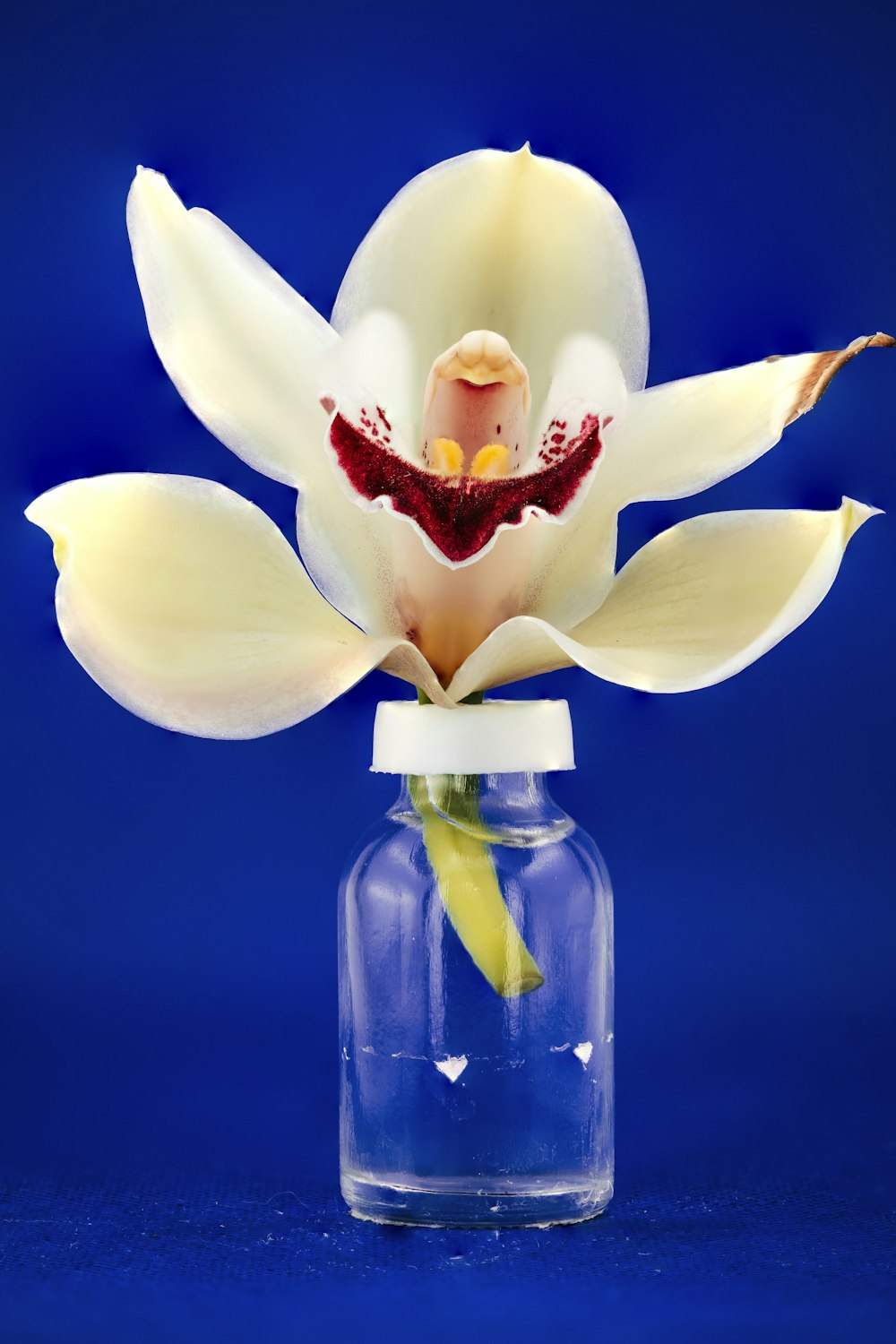 a white flower in a glass vase on a blue background