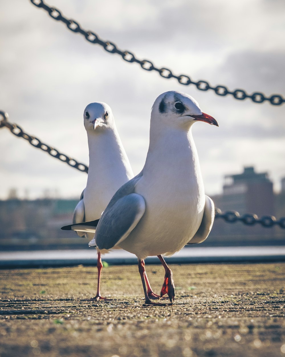 two seagulls standing on the ground next to a chain