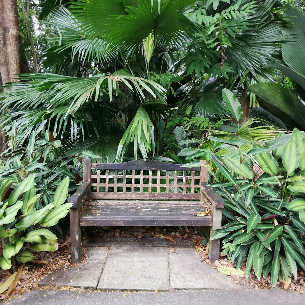 a wooden bench surrounded by tropical plants and trees