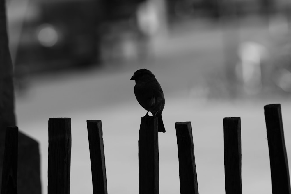 a black bird sitting on top of a wooden fence