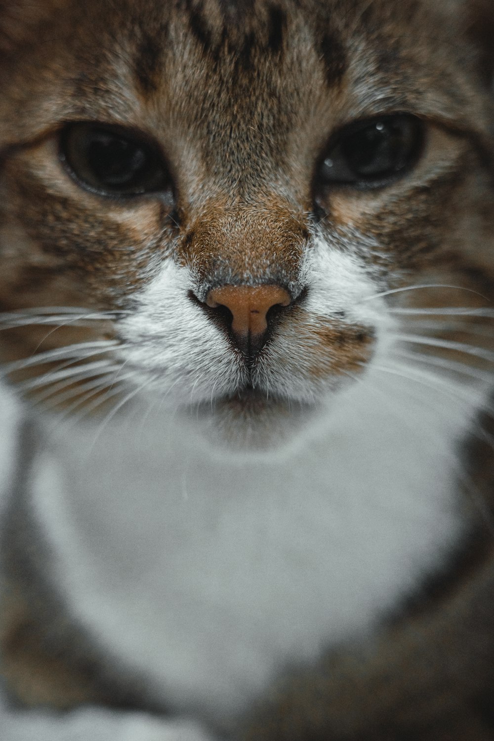 a close up of a cat's face with a blurry background