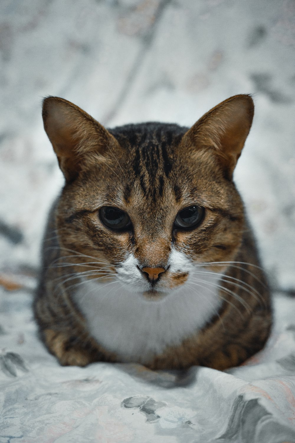 a close up of a cat on a bed