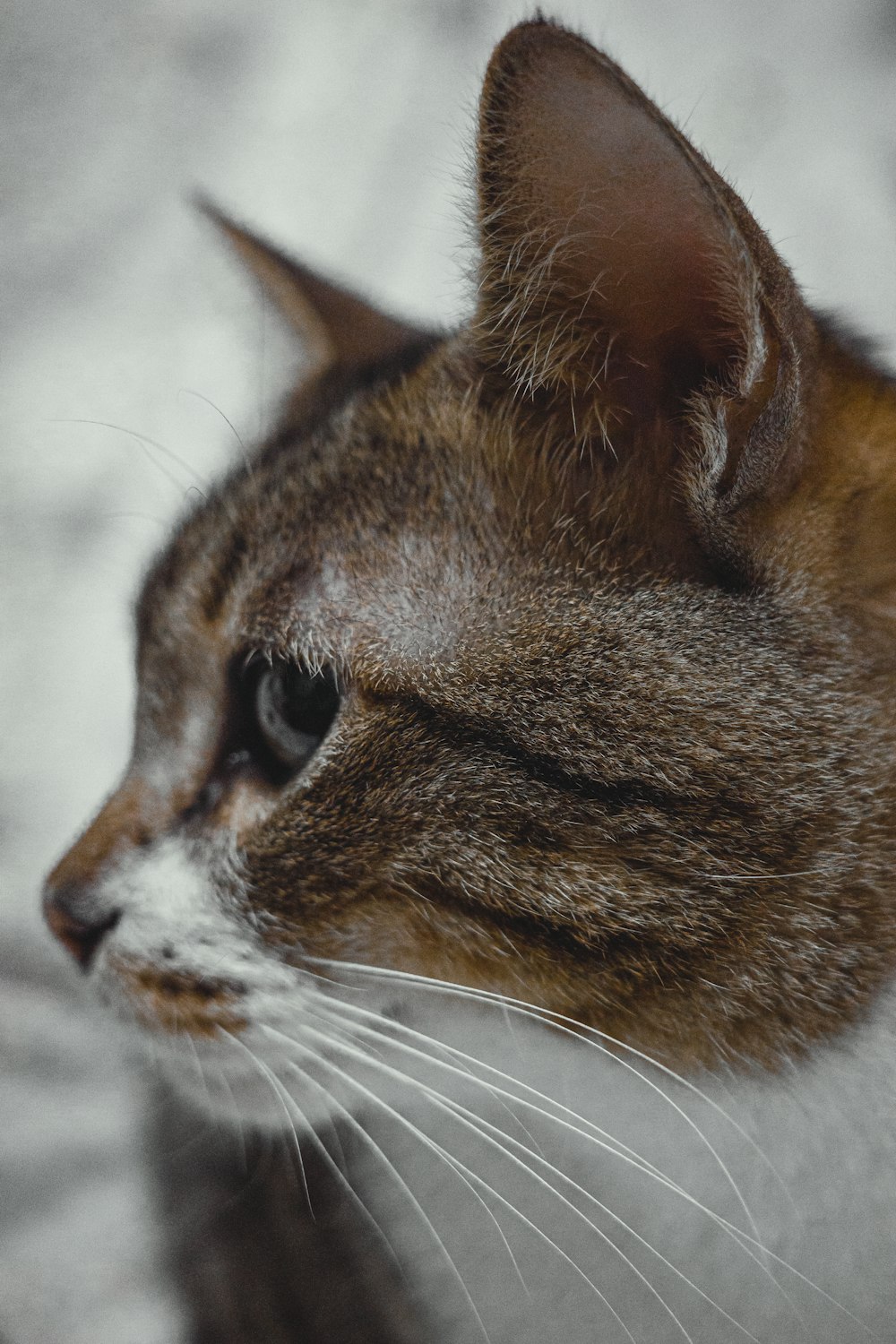 a close up of a cat's face with a blurry background