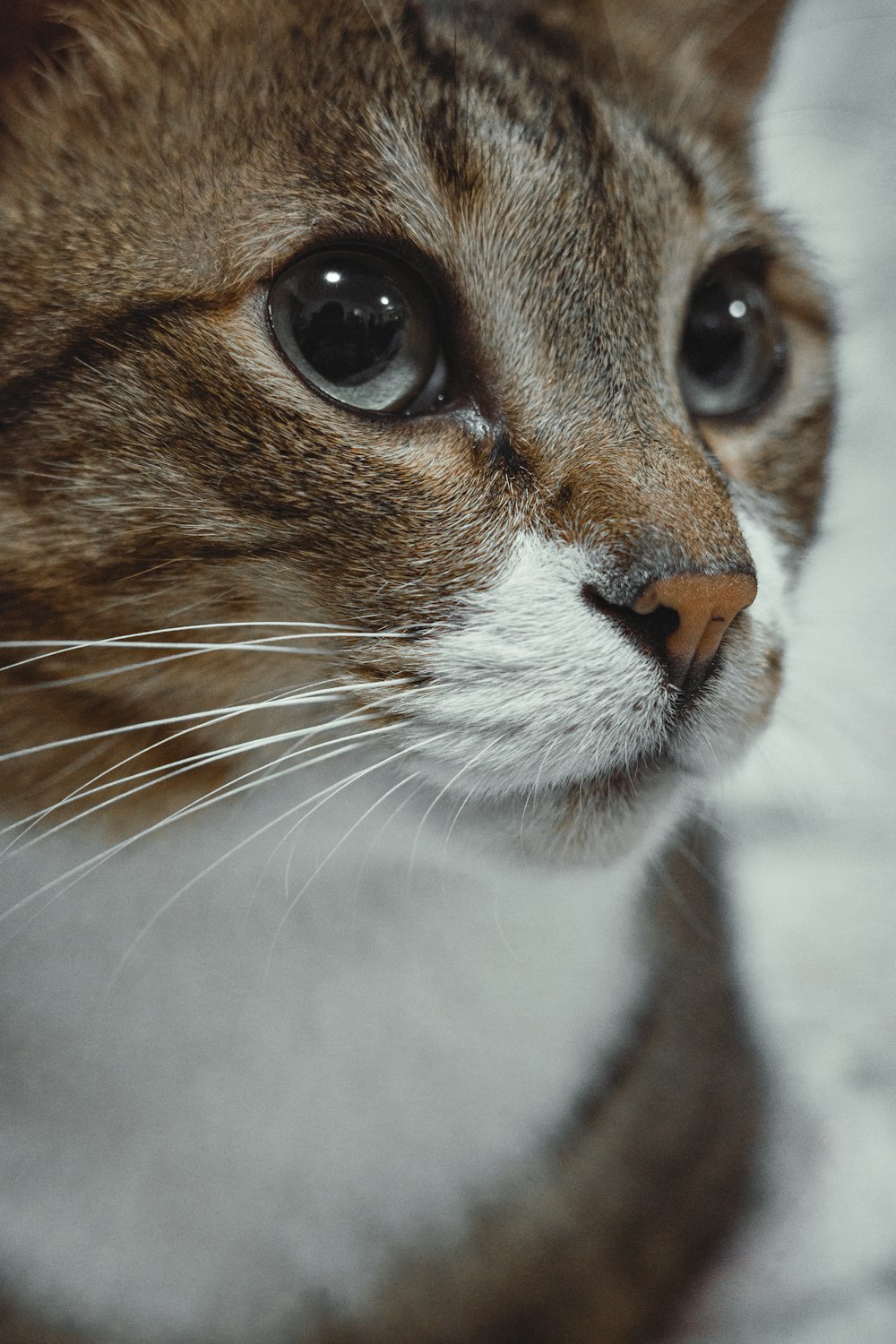 a close up of a cat's face with a blurry background