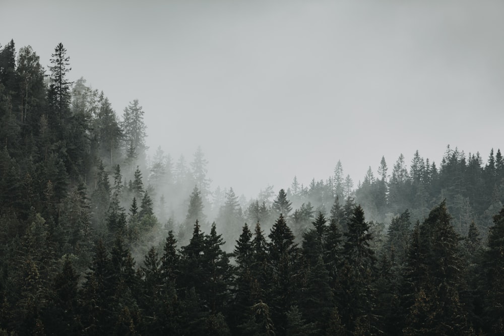 uma floresta cheia de muitas árvores cobertas de nevoeiro