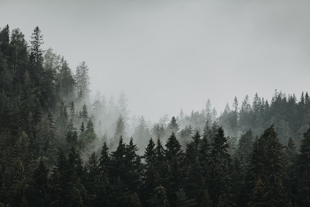 霧に覆われたたくさんの木々でいっぱいの森