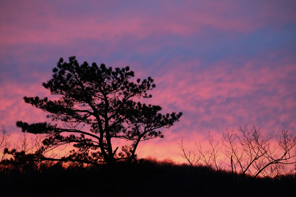a silhouette of a tree against a pink and blue sky