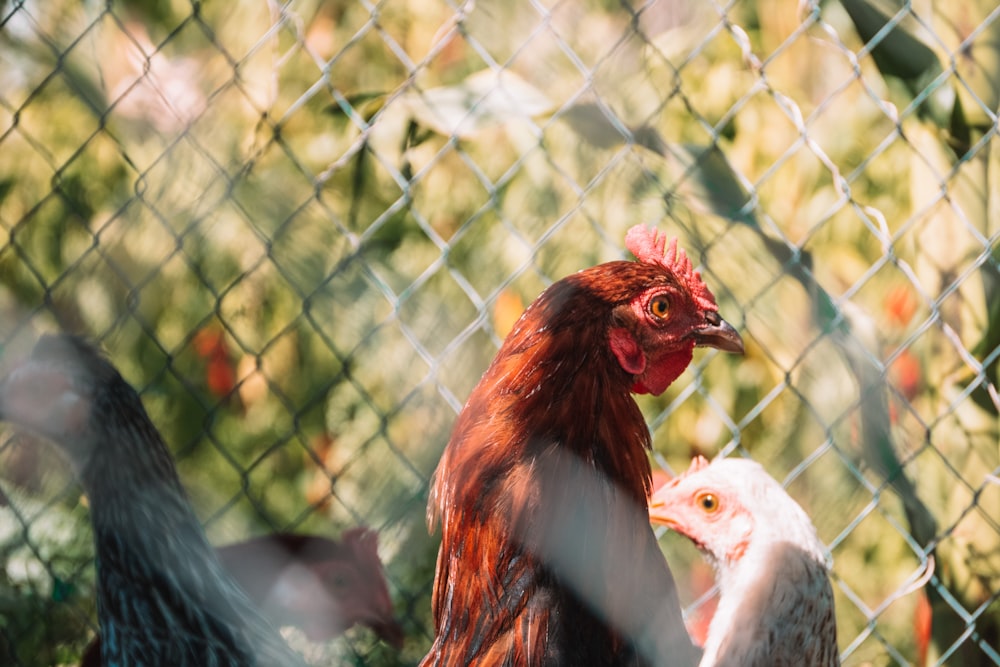 a couple of chickens standing next to each other