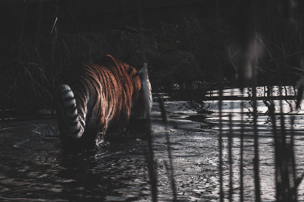 a brown bear walking through a river next to a forest