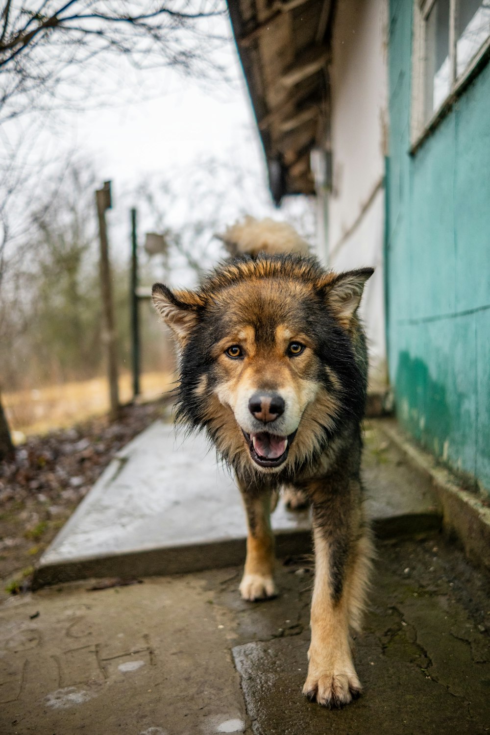 a dog standing on a sidewalk next to a building