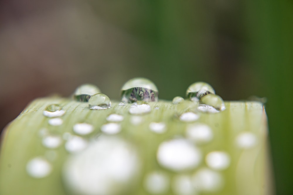 a close up of water droplets on a leaf
