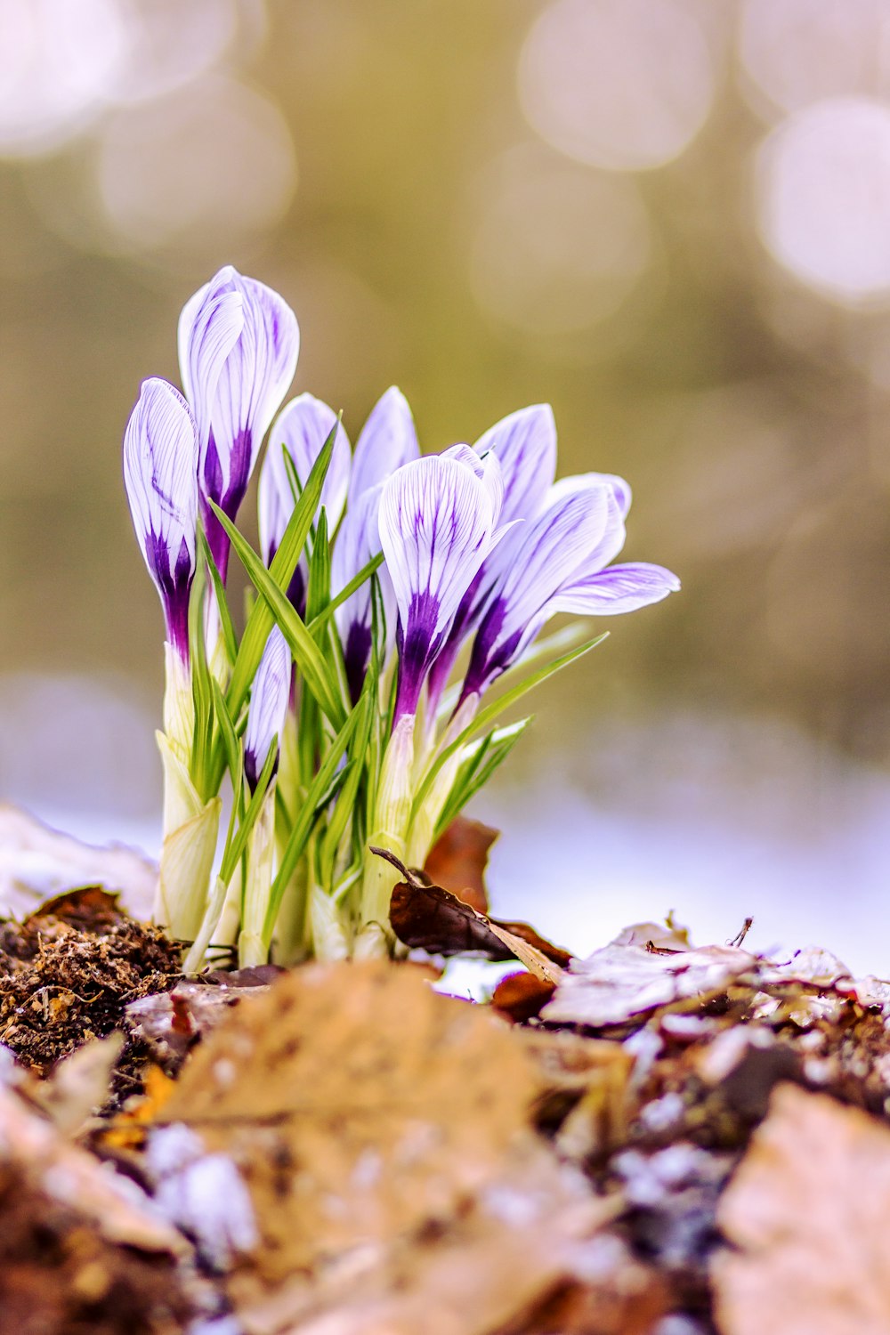 a couple of purple flowers sitting on top of a leaf covered ground