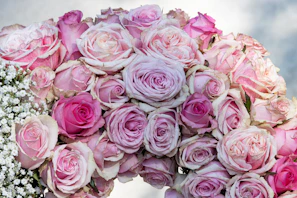 A sophisticated bouquet of pale pink roses arranged with delicate white baby's breath on a minimalist white background.