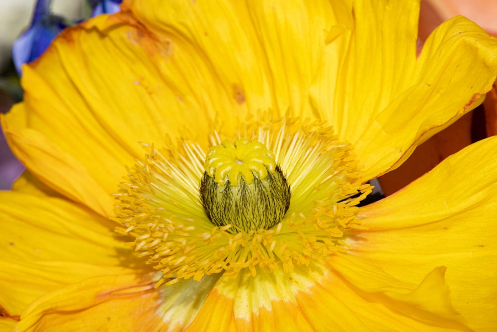a close up of a yellow flower with a green center