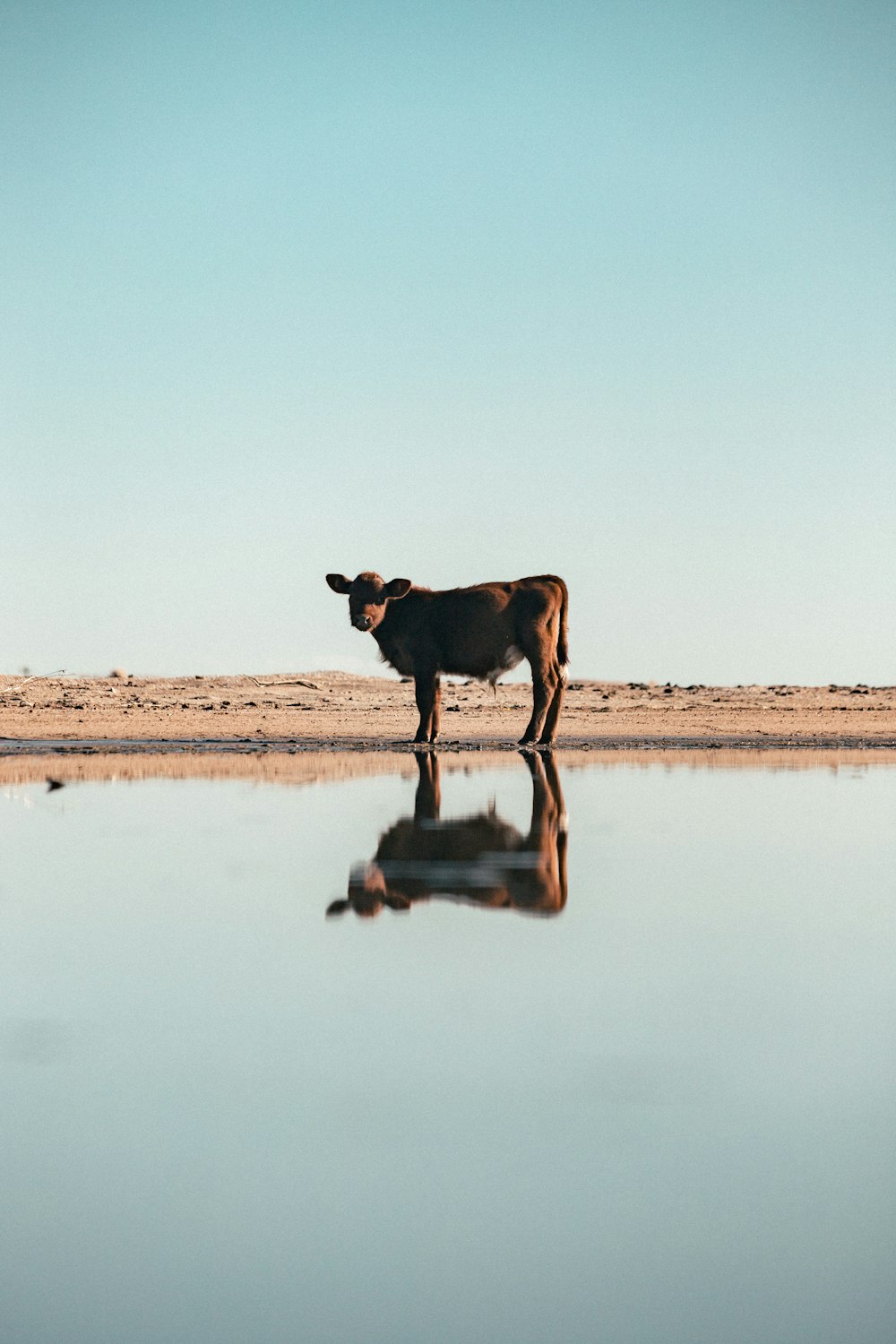 a cow standing in the middle of a lake