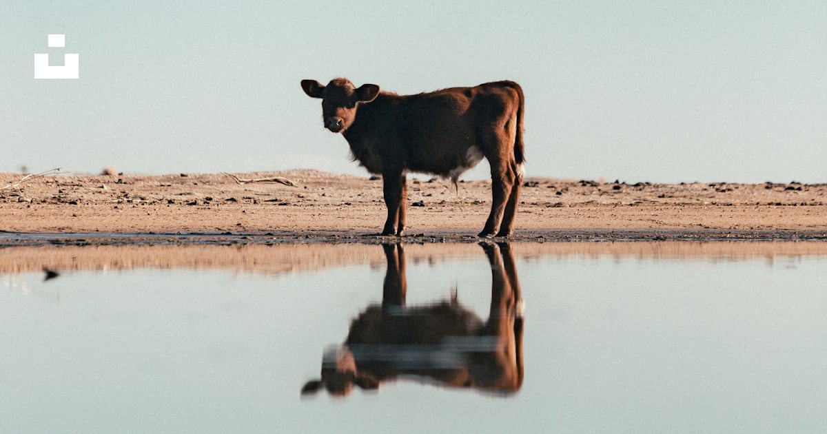 A cow standing in the middle of a lake photo – Free Nature Image on ...