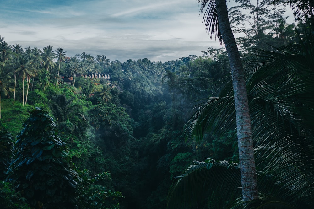 a lush green forest filled with lots of trees