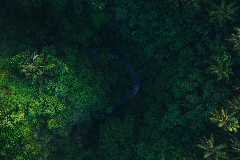 an aerial view of a river in the middle of a forest