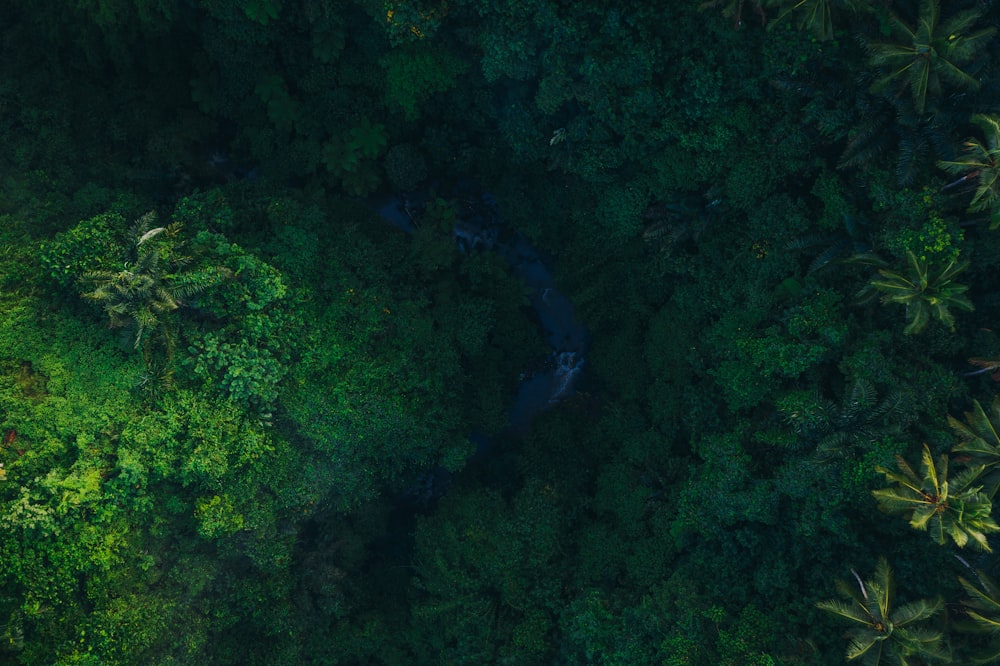 Una veduta aerea di un fiume nel mezzo di una foresta