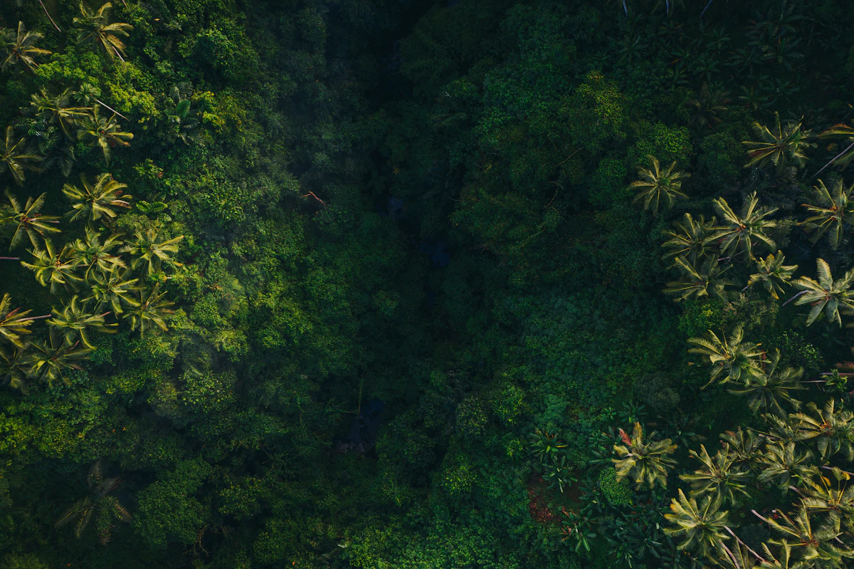 Vue aérienne des forêts de Madagascar