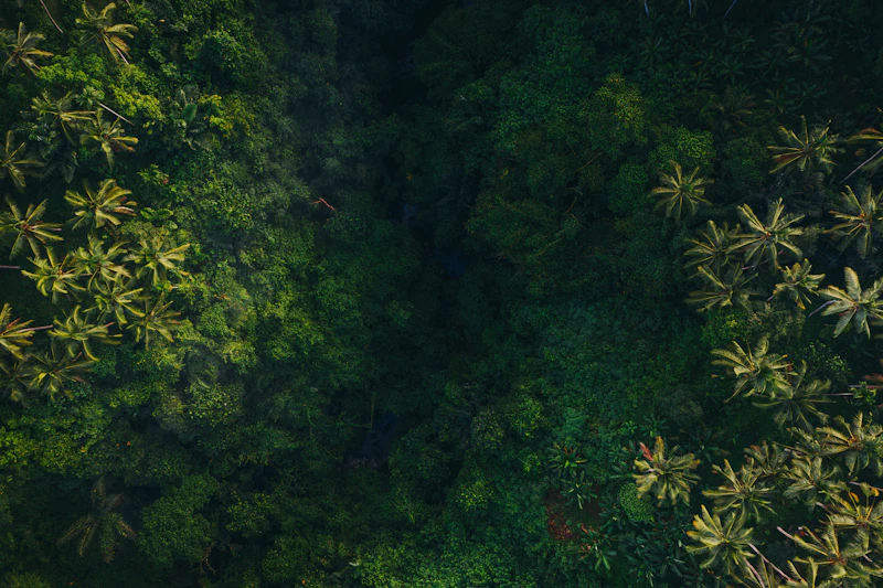 Tutupan hutan dari udara