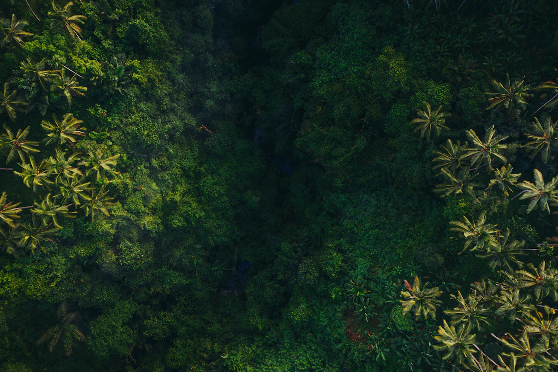 An aerial view of dense tropical forest canopy near Ubud, Bali.