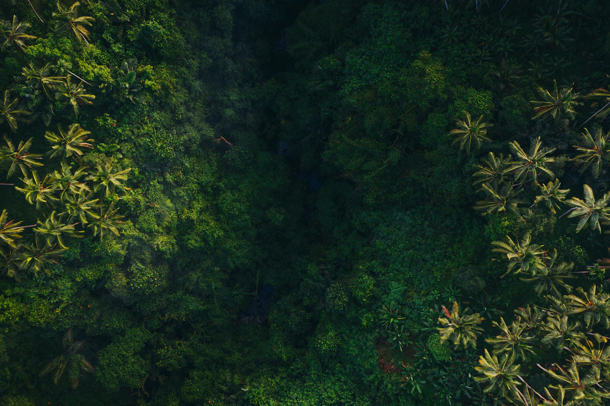 Aerial view of a dense green rainforest canopy in the tropics, no people