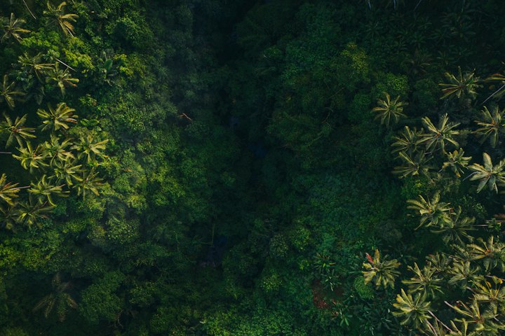 Aerial view of a lush green forest