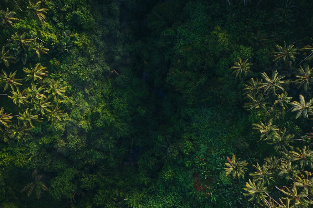 an aerial view of a lush green forest