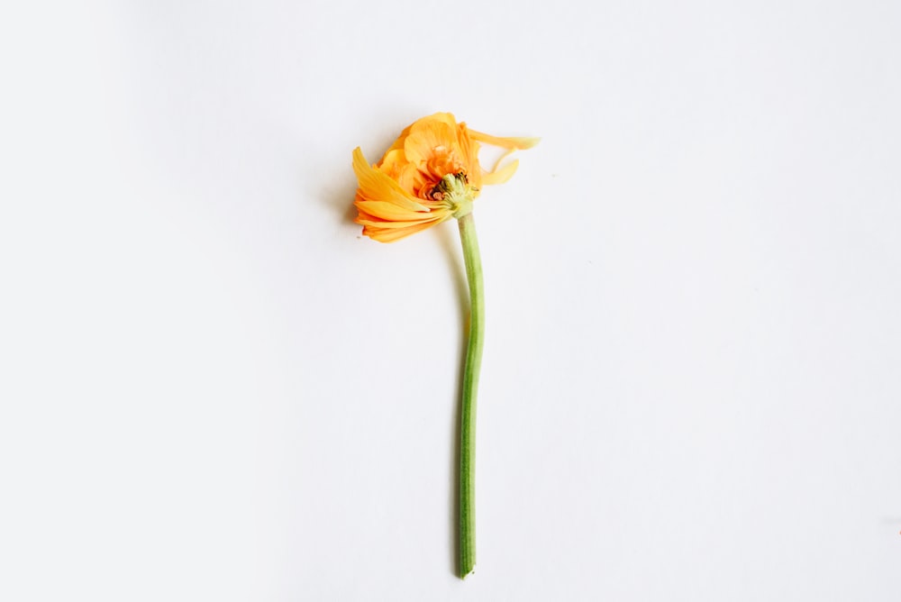 a single orange flower on a white background