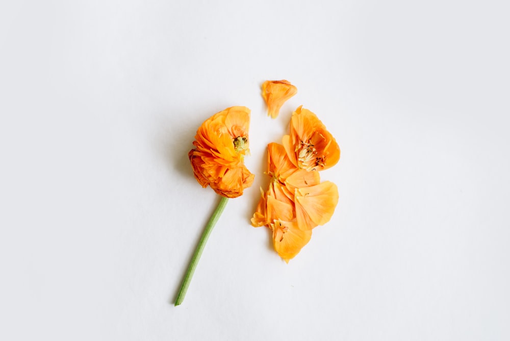 a single orange flower on a white surface