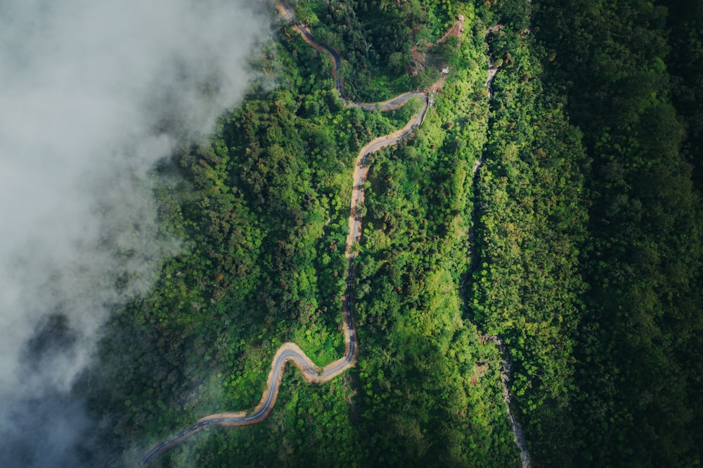 a winding road in the middle of a forest