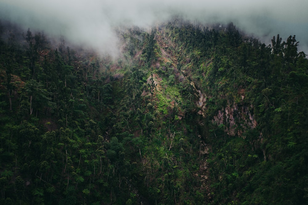 a very tall mountain covered in lots of trees