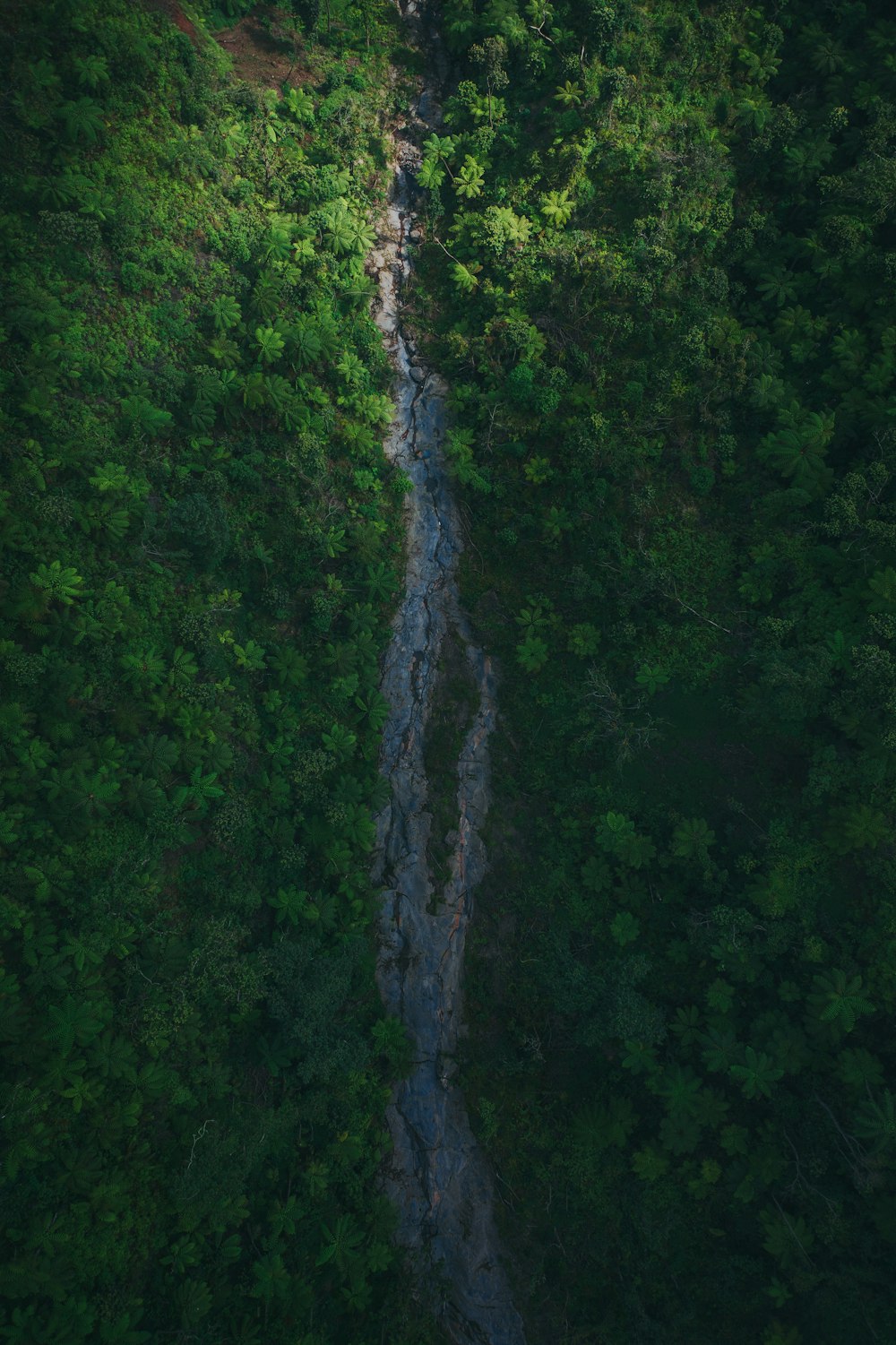 a stream running through a lush green forest