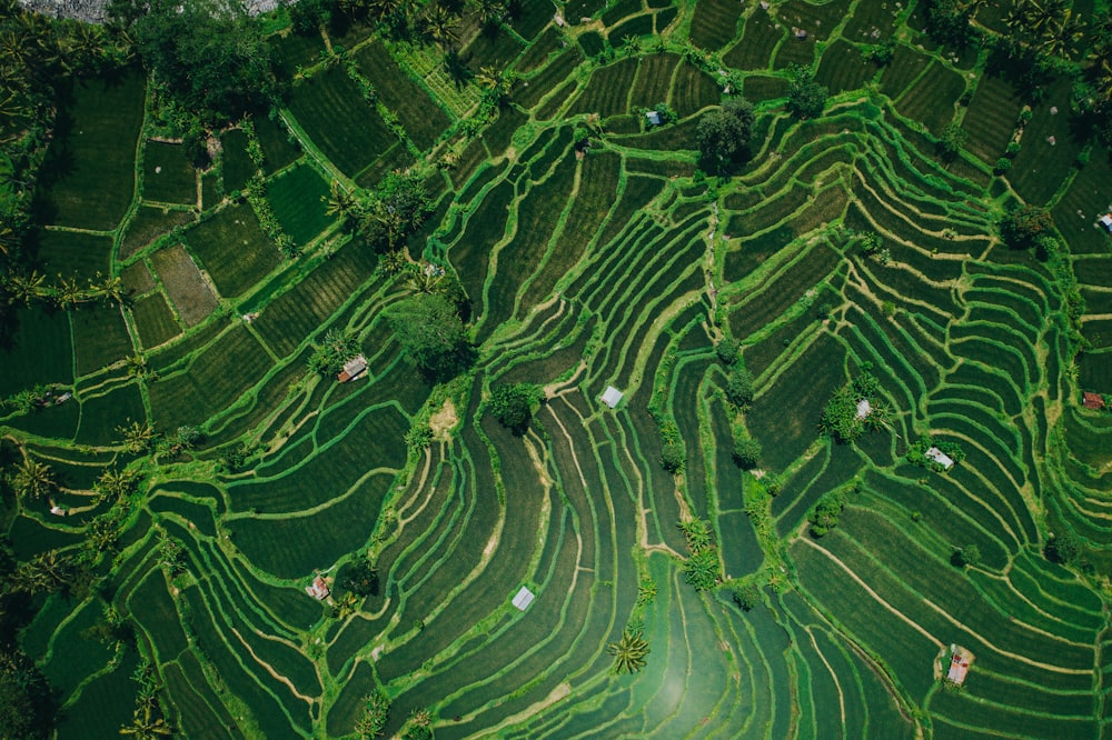 an aerial view of a lush green rice field