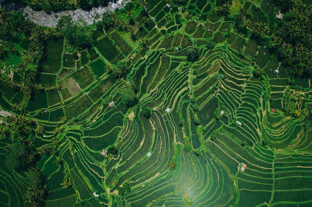 Vue aérienne d’une rizière verte
