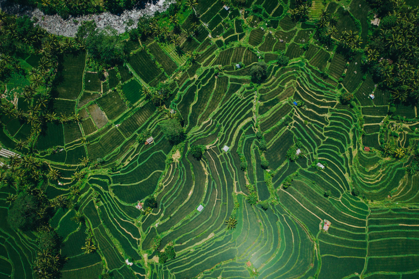 Bali rice terraces