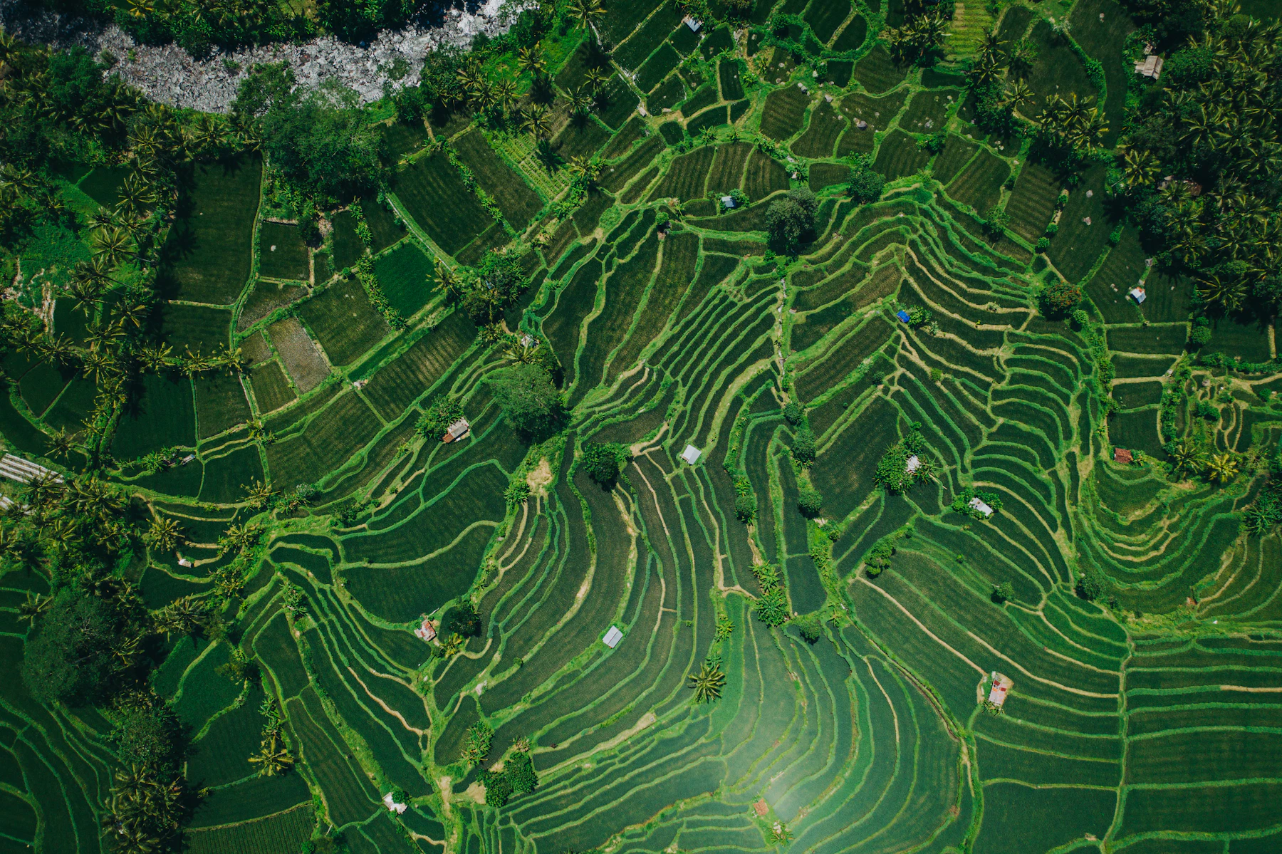 Green rice fields and palm trees in Bali